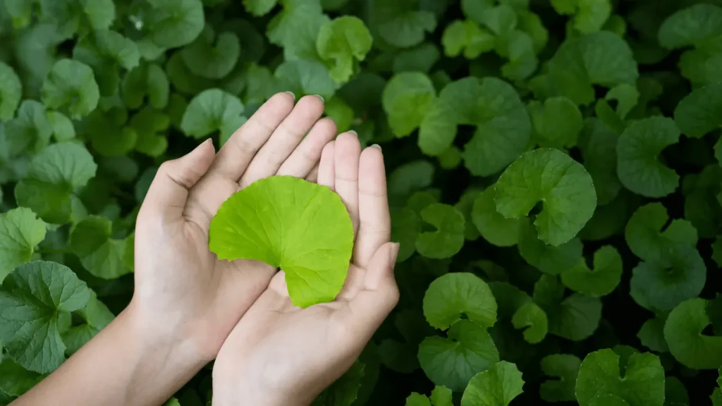 satwa ayurvedic clinic